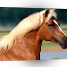 Horse Peruvian Paso A1 Xlarge Canvas