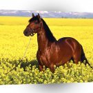 Horse Preferido Lusitano A1 Xlarge Canvas