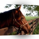 Horse Profile A1 Xlarge Canvas
