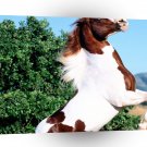 Horse Rearing Paint A1 Xlarge Canvas