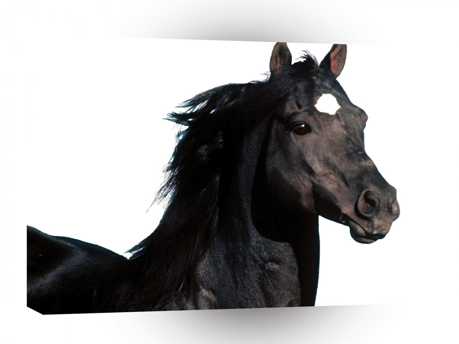 Horse Rocking Cee Bug Quarter Horse A1 Xlarge Canvas