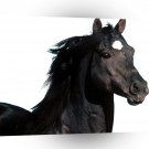 Horse Rocking Cee Bug Quarter Horse A1 Xlarge Canvas