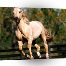 Horse Romeo Quarter Horse A1 Xlarge Canvas