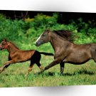 Horse Running With Offspring A1 Xlarge Canvas