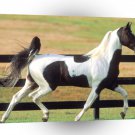 Horse Saddlebred Cuppuccino Royle A1 Xlarge Canvas