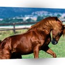 Horse Shah Azim Arabian Stallion A1 Xlarge Canvas