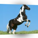 Horse Slik Paint A1 Xlarge Canvas