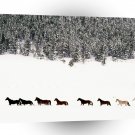Horse Snowy Pasture Quarter A1 Xlarge Canvas