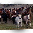 Horse Stampede A1 Xlarge Canvas
