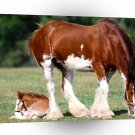 Horse Strength Clydesdale Mare And Foal A1 Xlarge Canvas