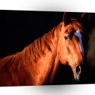 Horse Sunset Profile Quarter Horse A1 Xlarge Canvas