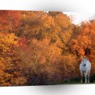 Horse Warmblood Tewkesbury Maryland A1 Xlarge Canvas