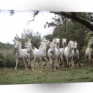 Horse Wild And Free Camargue A1 Xlarge Canvas