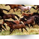Horse Wild Mustangs Gardner California A1 Xlarge Canvas