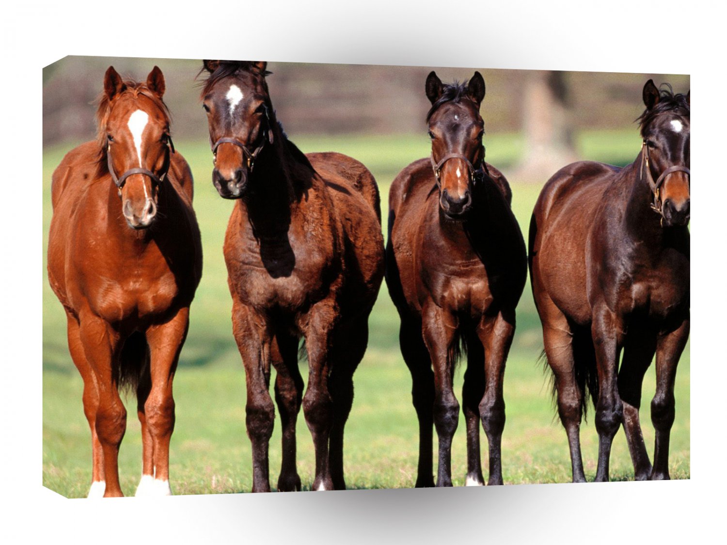 Horses 4 Studs Pose A1 Xlarge Canvas