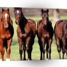 Horses 4 Studs Pose A1 Xlarge Canvas