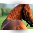 Horses Aber Beauty A1 Xlarge Canvas
