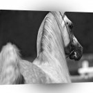 Horses Arabian A1 Xlarge Canvas