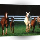 Horses Arabian Romper Room A1 Xlarge Canvas