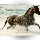 Horses Beach Splash A1 Xlarge Canvas