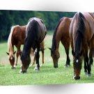 Horses Feeding Graze A1 Xlarge Canvas