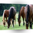 Horses Grazing Time A1 Xlarge Canvas