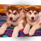 Husky Alaskan Malamutes A1 Xlarge Canvas