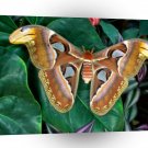 Insect Atlas Silk Moth A1 Xlarge Canvas