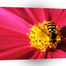 Insect Bee A Cosmo Santa Barbara A1 Xlarge Canvas