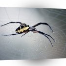 Insect Black And Yellow Argiope A1 Xlarge Canvas