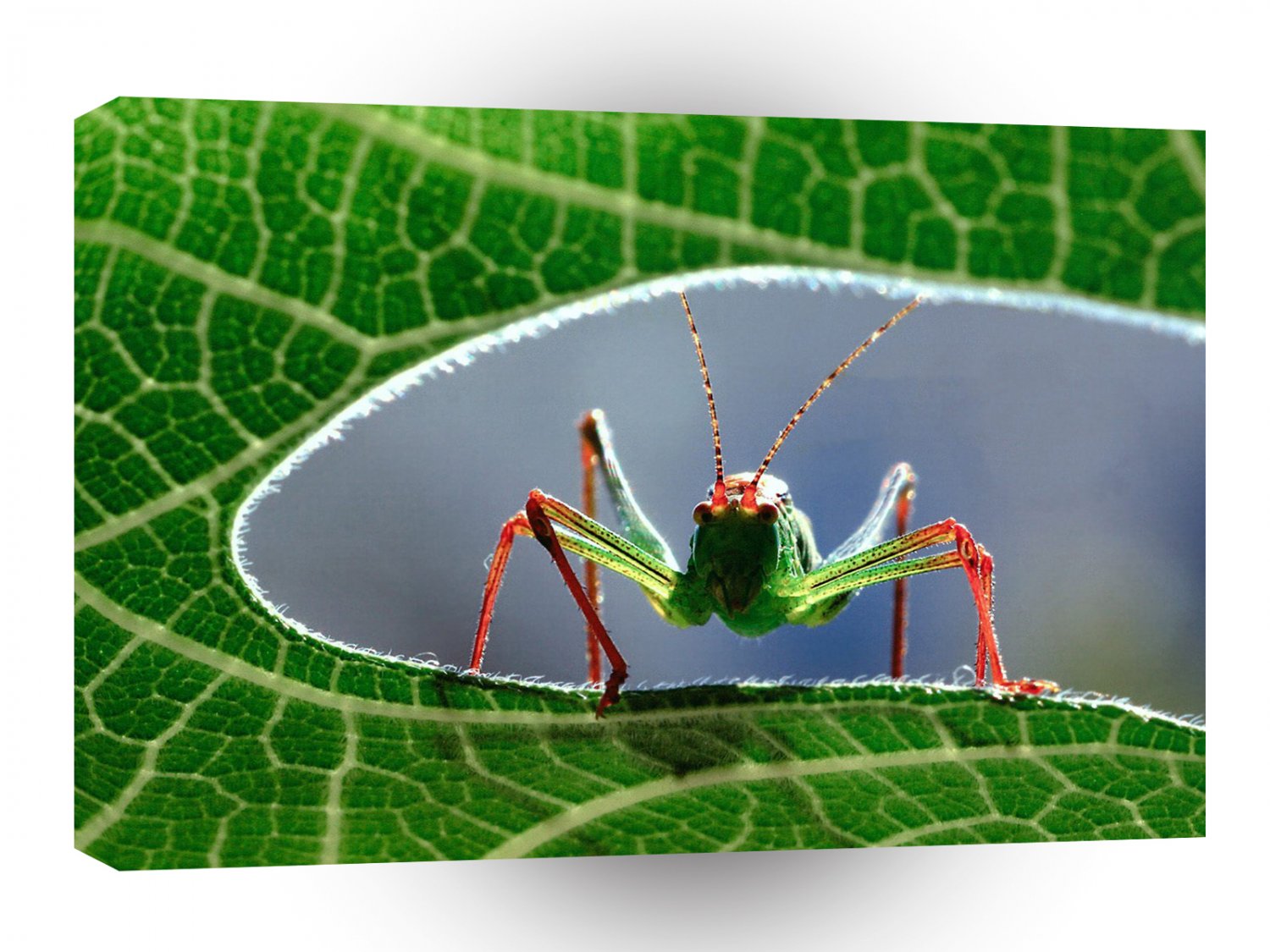 Insect Blade Runner Grasshopper A1 Xlarge Canvas
