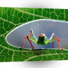 Insect Blade Runner Grasshopper A1 Xlarge Canvas
