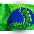 Insect Caterpillar Meal A1 Xlarge Canvas