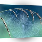 Insect Dewy Web Percy Nashville A1 Xlarge Canvas