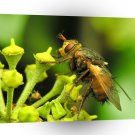 Insect Flies Day Collector A1 Xlarge Canvas