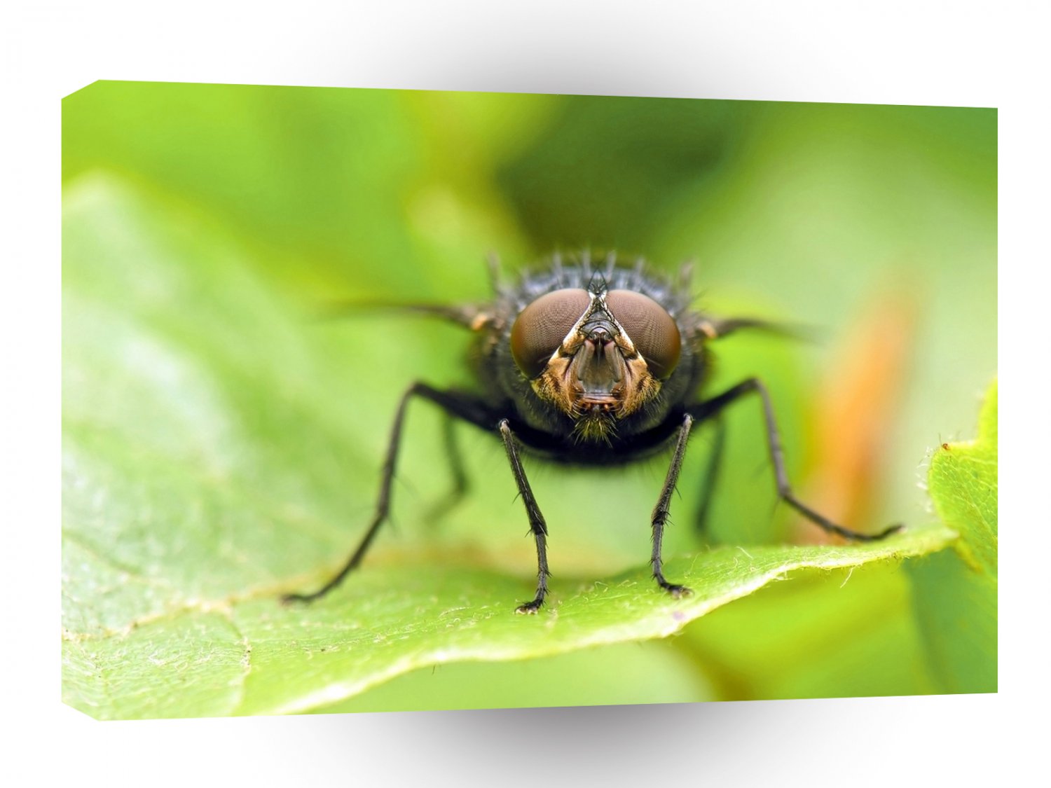 Insect Flies Face Off A1 Xlarge Canvas