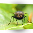 Insect Flies Face Off A1 Xlarge Canvas
