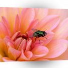 Insect Flies Green Bottle A1 Xlarge Canvas
