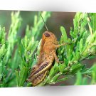 Insect Grasshopper In Meadow A1 Xlarge Canvas