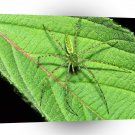 Insect Green Lynx Spider A1 Xlarge Canvas