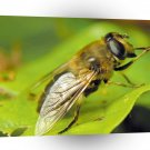 Insect Honey Bee Close Up A1 Xlarge Canvas