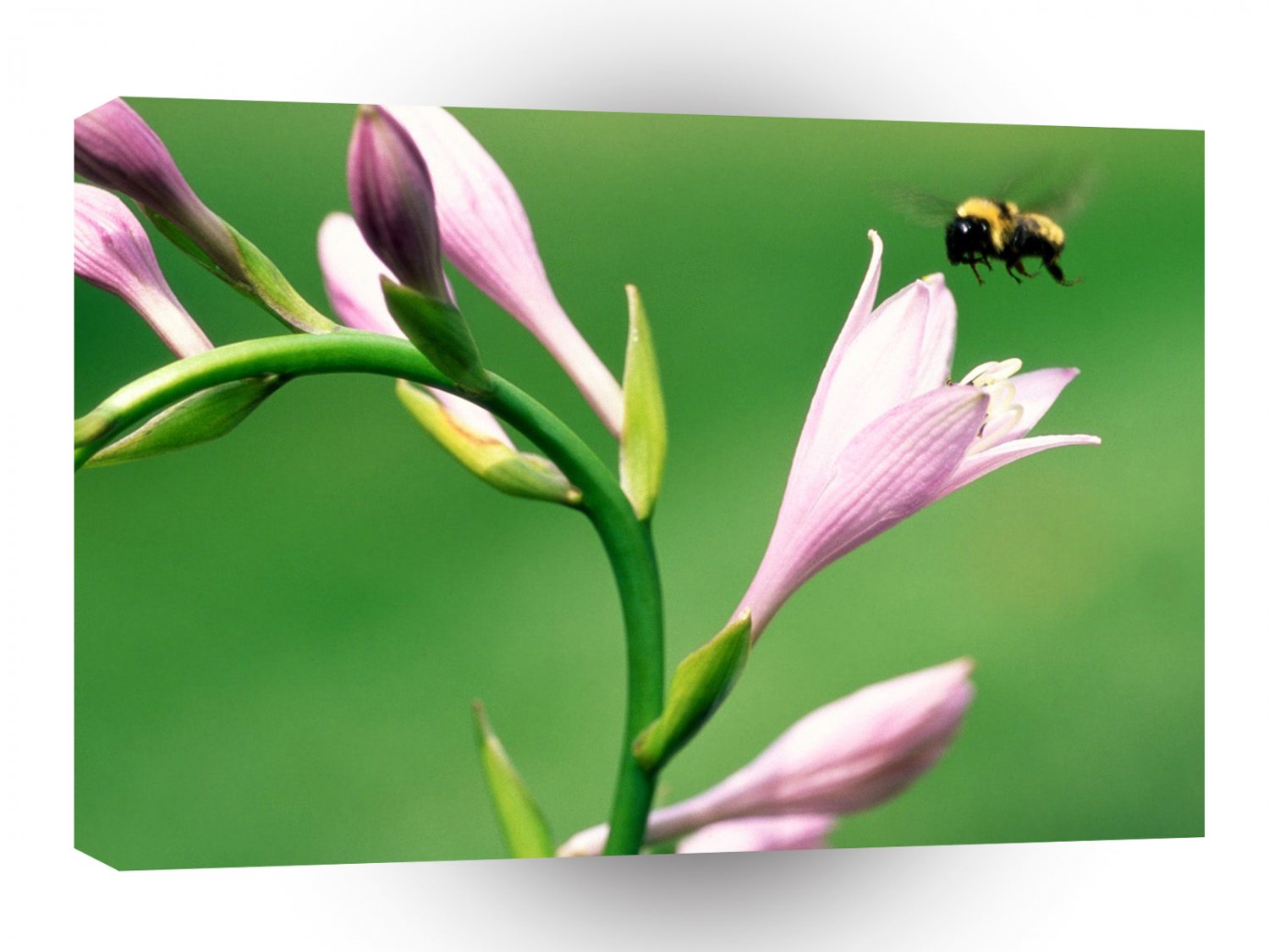 Insect Hosta And Bumblebee A1 Xlarge Canvas