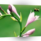 Insect Hosta And Bumblebee A1 Xlarge Canvas