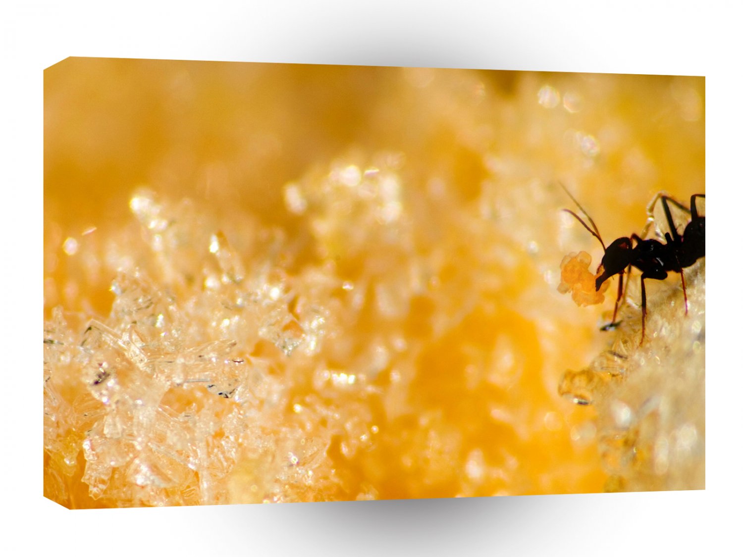 Insect Ice Ant A1 Xlarge Canvas