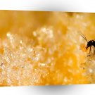 Insect Ice Ant A1 Xlarge Canvas