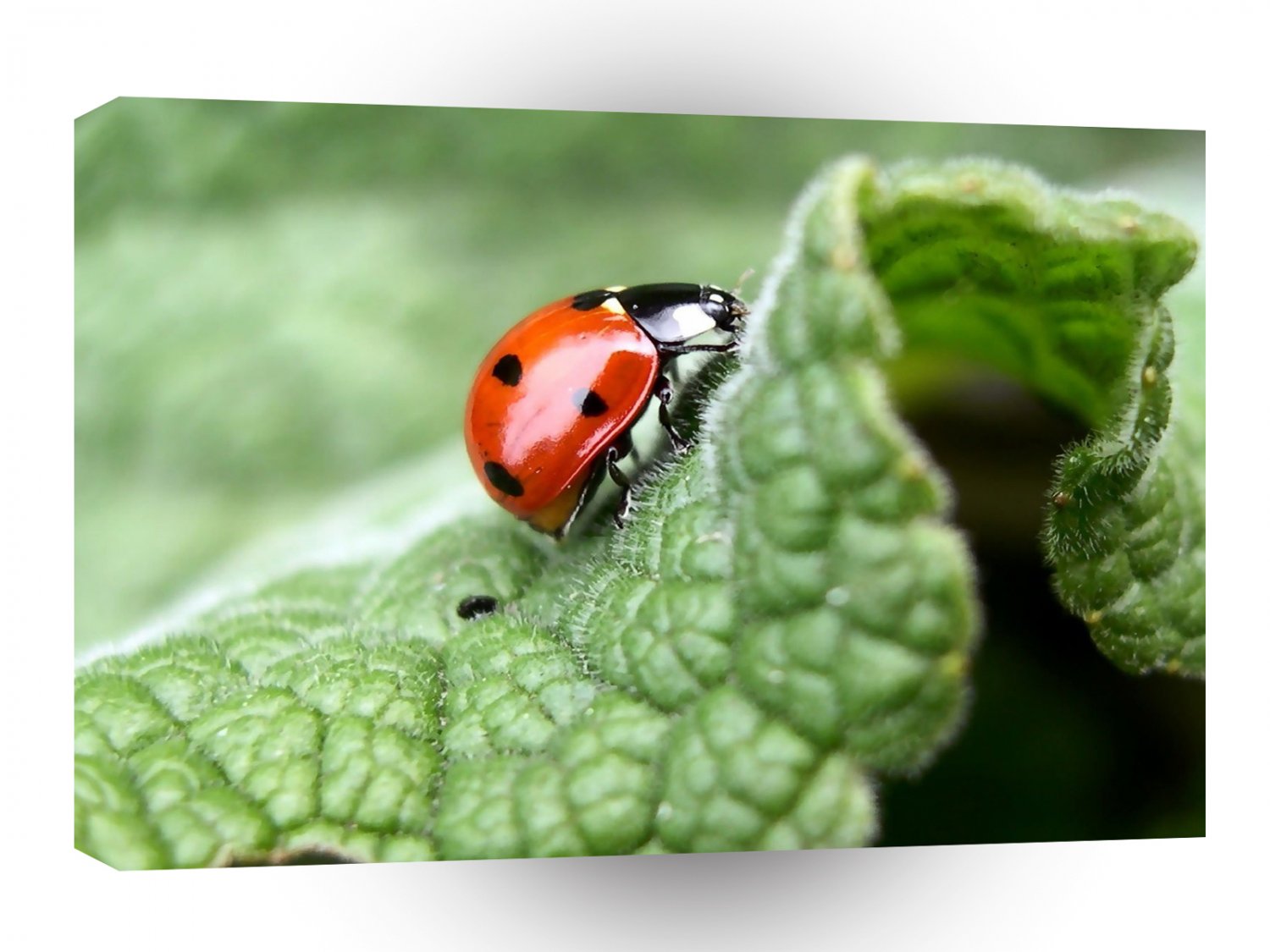 Insect Lady Bird Leaf Explorer A1 Xlarge Canvas