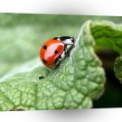 Insect Lady Bird Leaf Explorer A1 Xlarge Canvas