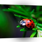 Insect Lady Bird Restful Day A1 Xlarge Canvas