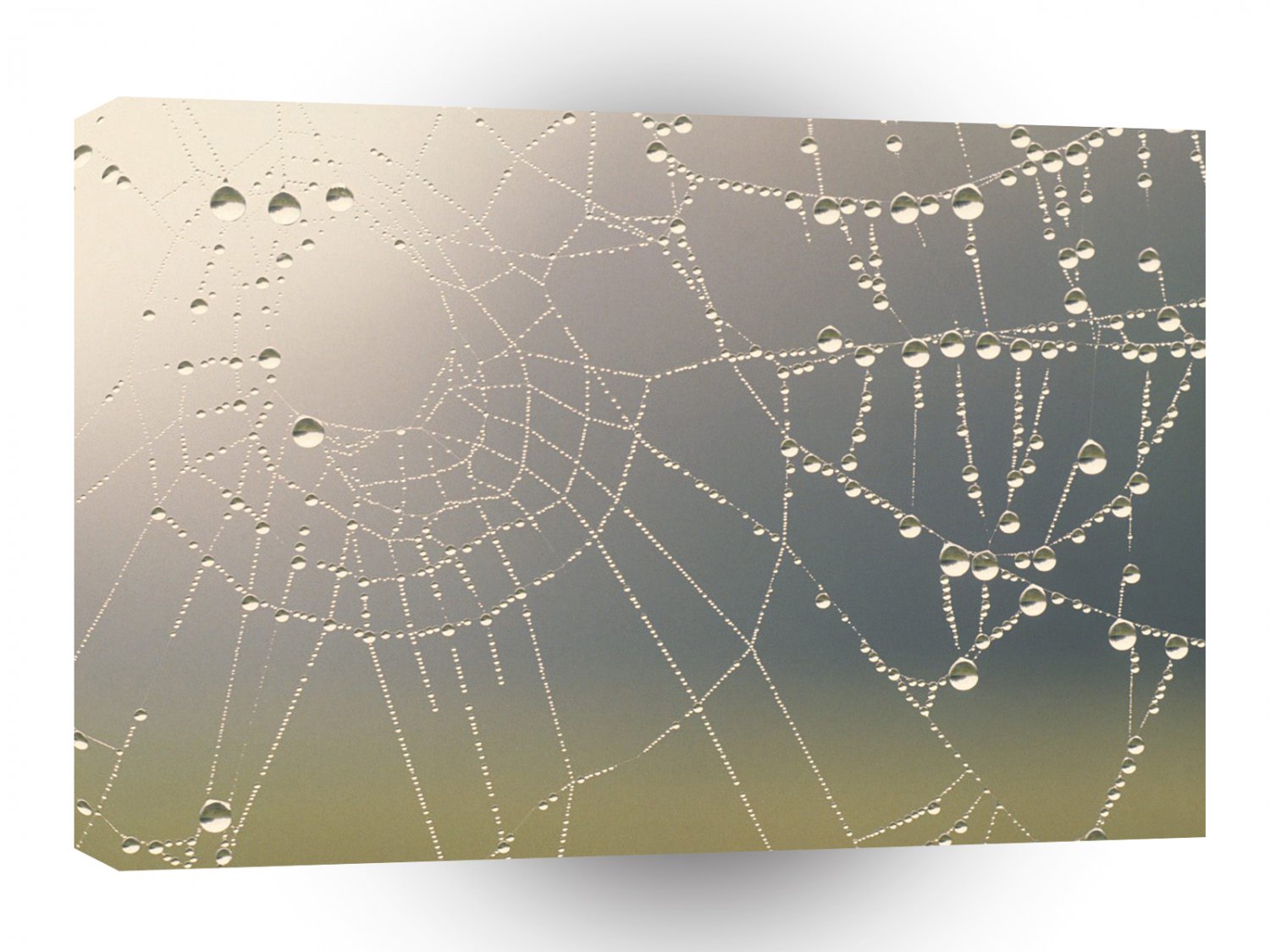 Insect Misty Dew Covered Web A1 Xlarge Canvas