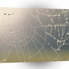 Insect Misty Dew Covered Web A1 Xlarge Canvas